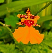 Oncidium Orange Rainbow NEW Zapach Orchidee Orchidee Vanda na sprzedaż  Wysyłka do Poland