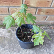 Young sycamore sycamore for sale  POTTERS BAR