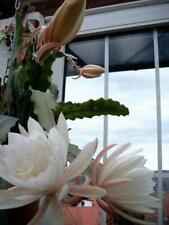 Epiphyllum blattkaktus weiße gebraucht kaufen  Deutschland