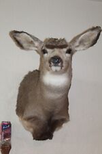 Mule deer head for sale  Brandon