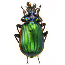 Used, Carabidae CALOSOMA SCRUTATOR****MEXICO for sale  Shipping to South Africa