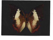 Used, BUTTERFLY CHARAXES PLEISTOANAX KHASANIUS for sale  Shipping to South Africa