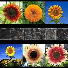 100 sunflower rare for sale  Greenville
