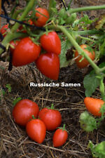 Tomatensamen dwarf red gebraucht kaufen  Rostock
