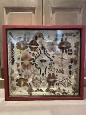 Insect taxidermy 1850s for sale  LONDON