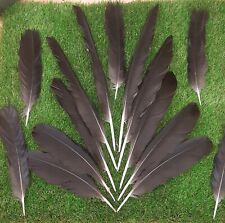 Carrion crow feathers for sale  WATERLOOVILLE