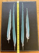 parrot feathers for sale  WORKSOP
