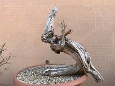 bonsai melograno usato  Siracusa