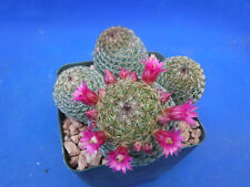 Mammillaria cactus plants for sale  Tucson