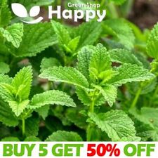 Spearmint 1200 seeds for sale  DONCASTER