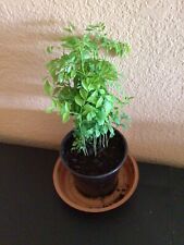 Curry leaf plant for sale  Turlock