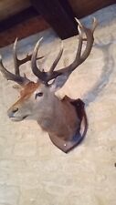 mounted stags head for sale  UK