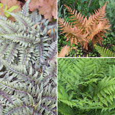 Colourful hardy fern for sale  PETERBOROUGH