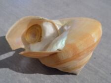 Shell new pleurotomariidae d'occasion  Expédié en Belgium