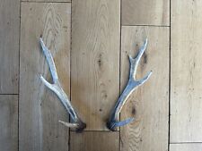 Sika stag antlers for sale  STRATHPEFFER