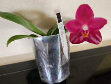 phalaenopsis orchid for sale  LOUGHBOROUGH