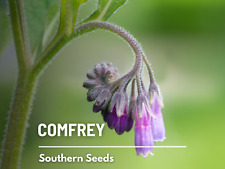 Comfrey seeds medicinal for sale  Frisco