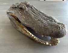 Genuine taxidermy alligator for sale  Mesa