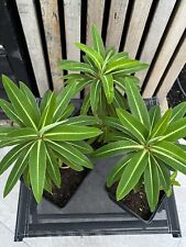 Euphorbia mellifera plant. for sale  CHIGWELL