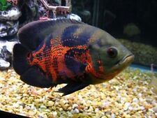 Oscar live fish for sale  Garden Grove