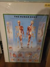 Skeletal muscular system for sale  Colorado Springs