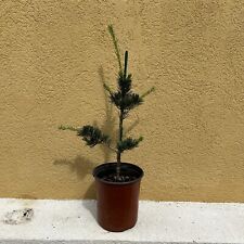 japanese white pine for sale  Mahwah