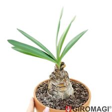 Brunswigia grandiflora Caudex: H10cm L8cm POTØ20cm - GIROMAGI Cactus for sale  Shipping to South Africa