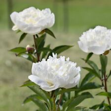 Graines pivoine arbustive d'occasion  Mantes-la-Jolie