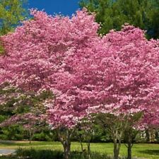 Pink flowering dogwood for sale  Orlando