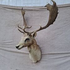 Taxidermy, very big head mount shoulder fallow deer, lady lady, big suede head for sale  Shipping to South Africa