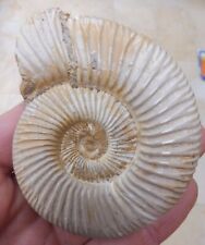 Fossil ammonite 7.7 for sale  BURGESS HILL