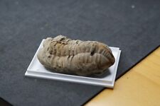 Trilobit fossil alter gebraucht kaufen  Buseck