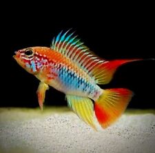 Pair apistogramma cf. for sale  LONDON