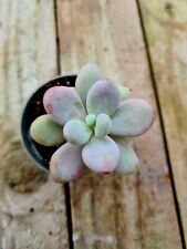 Pachyphytum Compactum succulent in pot for sale  Shipping to South Africa
