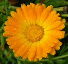 Calendula officinalis calendul usato  Torino