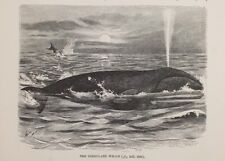 1894 balena della usato  Pescara