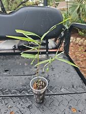 Bambusa malay glaucophylla for sale  Englewood