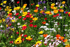 Sommerblumen mix blumensamen gebraucht kaufen  Wesel