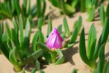 Carpobrotus edulis fiori rosa e gialli piante con radice - Fico Ottentotti 10pz usato  Supersano