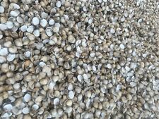 10kg cockle shell for sale  BOSTON