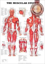 Muscular system anatomical for sale  Shipping to Ireland