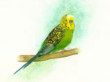 Green budgie pet for sale  YEOVIL