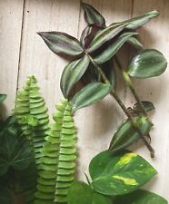 Lot houseplant cuttings for sale  Tampa