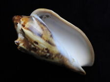 Sea shell Voluta cathcartiae 114mm ID#6724 for sale  Shipping to South Africa