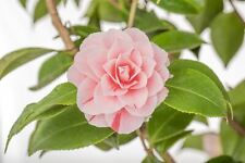 Camellia japonica bonomiana gebraucht kaufen  Westerstede