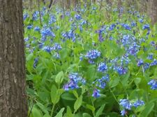 Virginia bluebells shade for sale  Leesburg