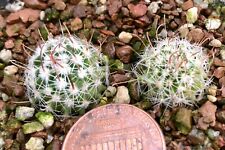 Used, Cactus Plant--Stenocactus phyllacanthus ‘Grandicornus’ SB437 Huizache -2 PLANTS! for sale  Shipping to South Africa