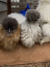 Fertile silkie chicken for sale  Palo Cedro