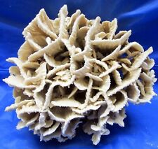 Pacific lettuce coral for sale  Star City