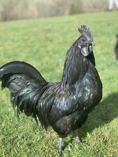 Rare breed ayam for sale  LAMPETER